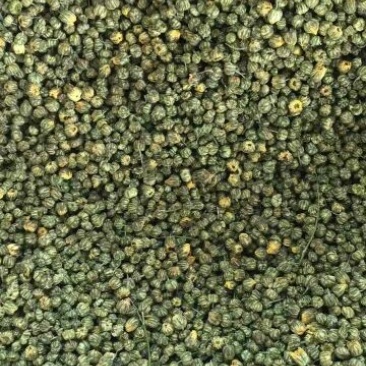药用菊花散装