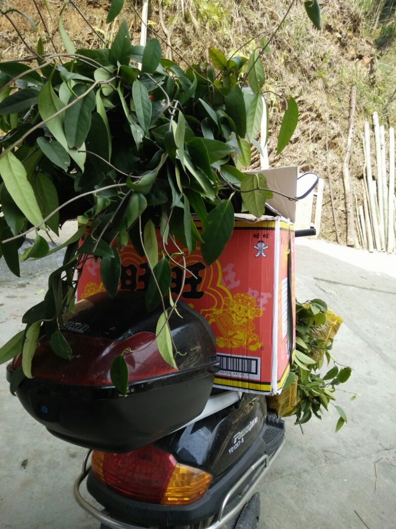 布福娜树苗50~80cm