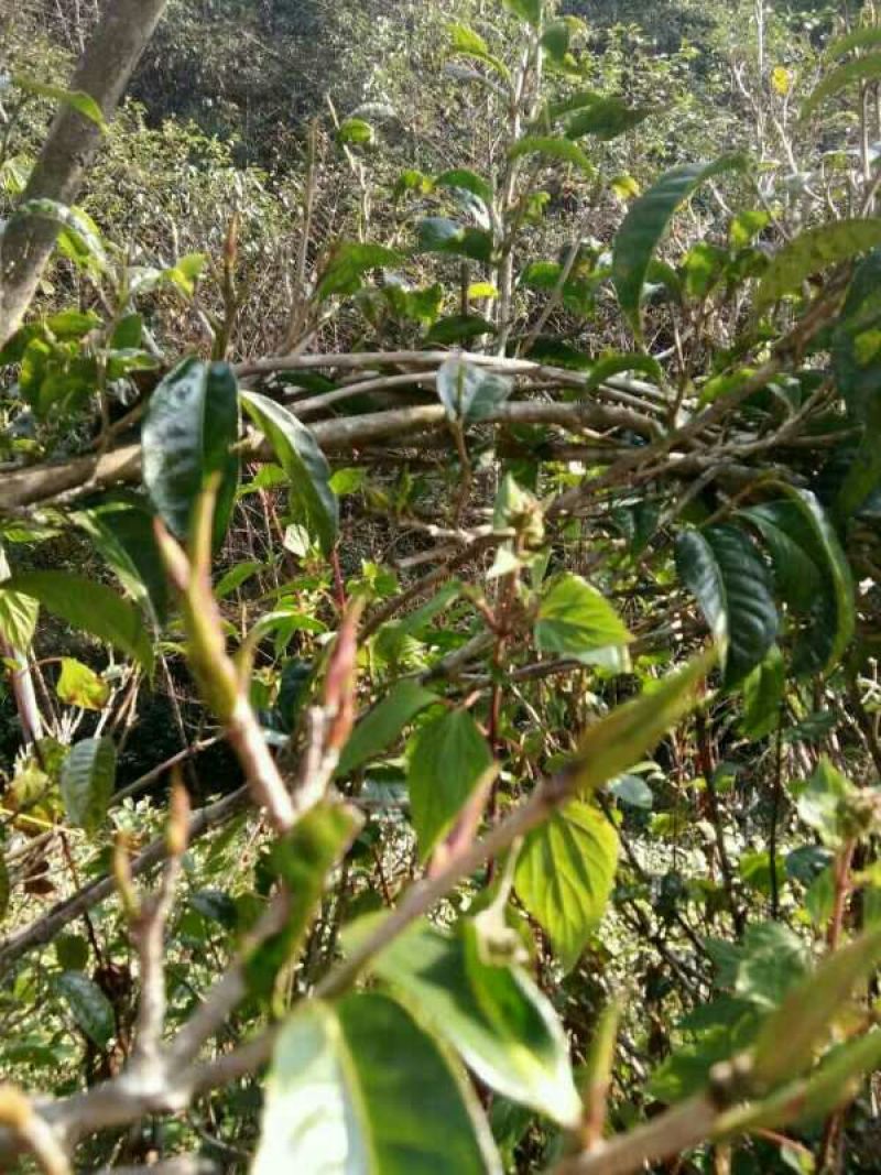 古树茶特级