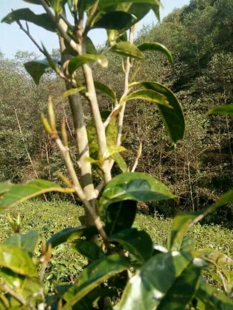 古树茶特级
