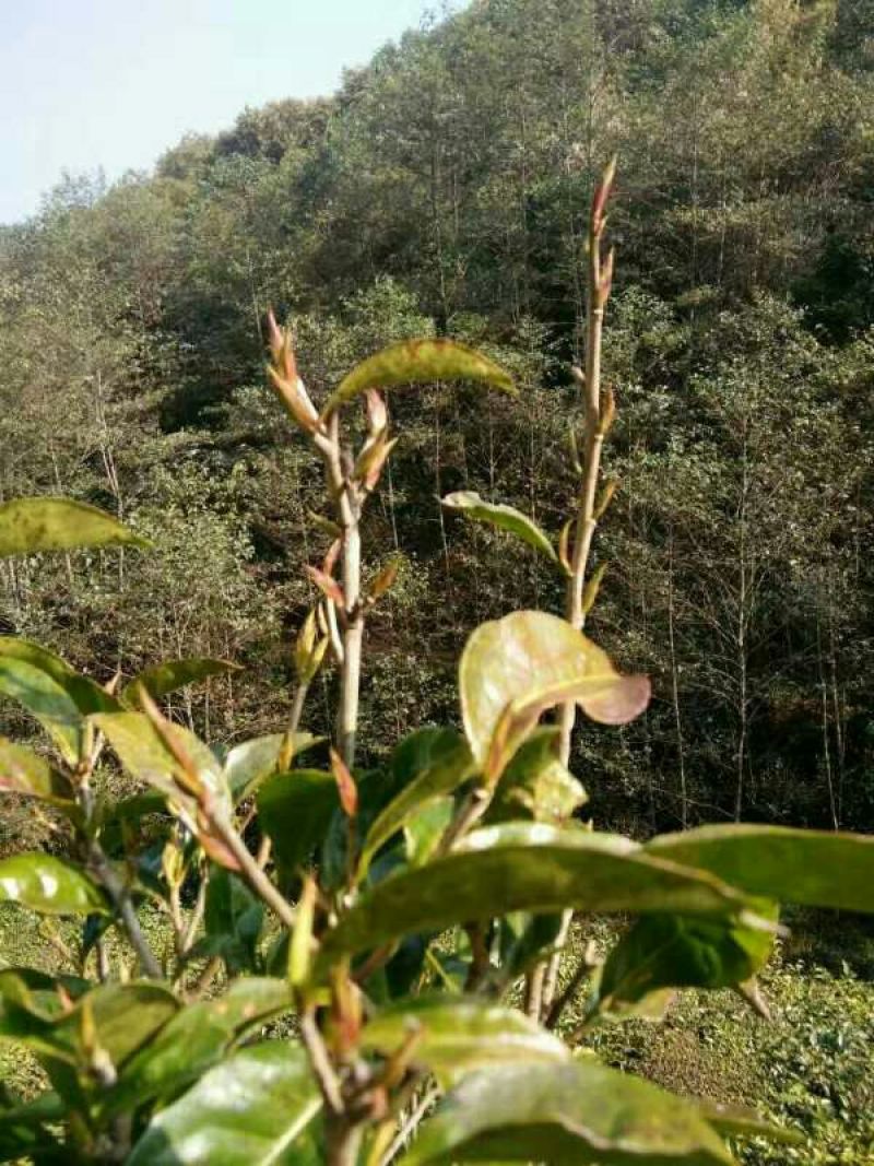 古树茶特级