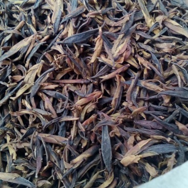 古树茶特级