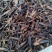古树茶特级