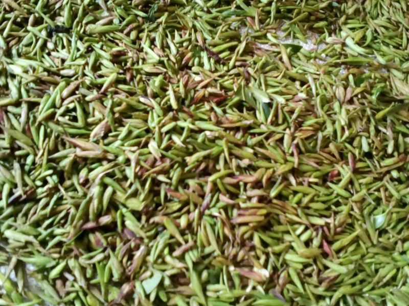 古树茶特级
