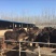 黑驴
