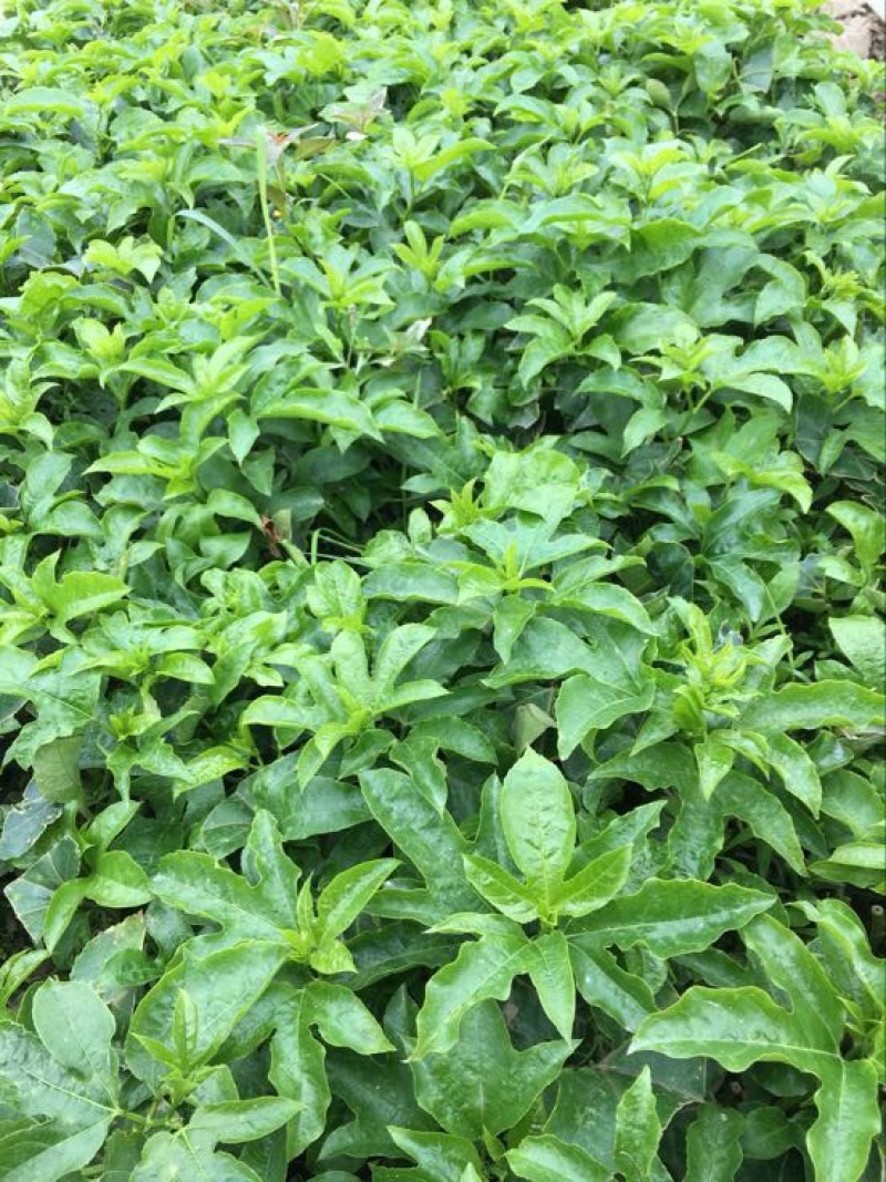 紫香1号百香果苗