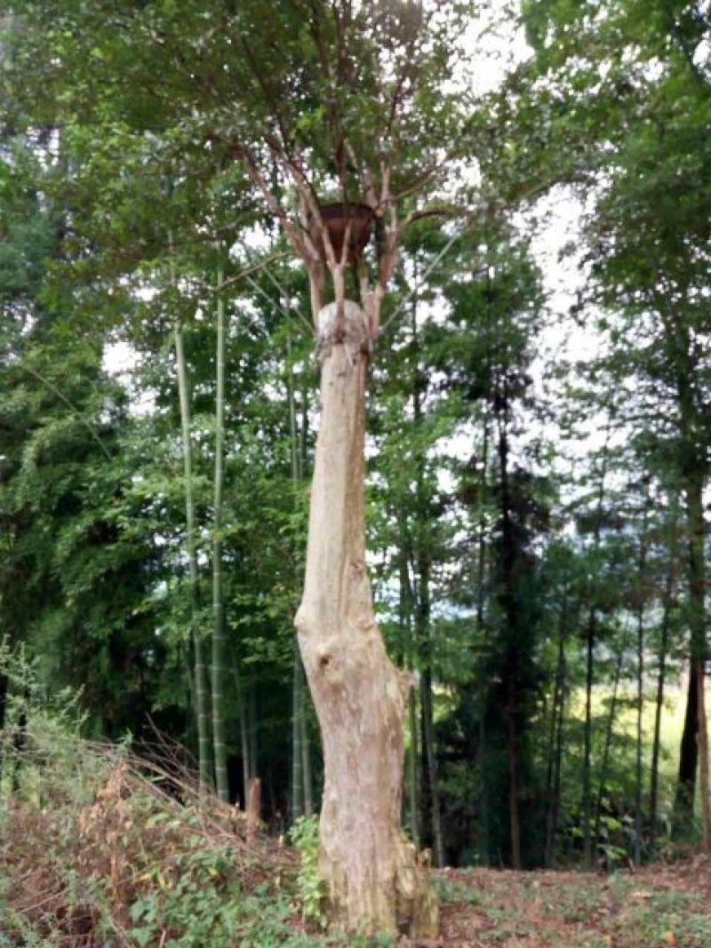 紫薇桩35cm以上