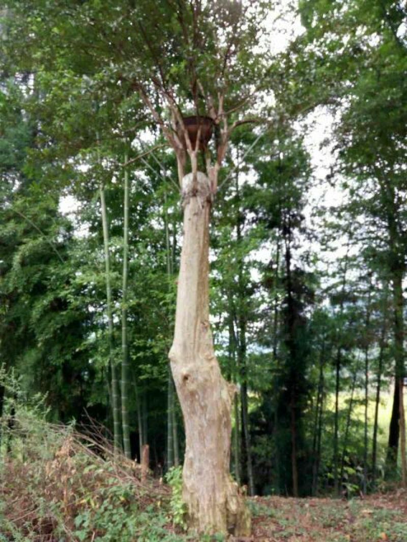 紫薇桩35cm以上