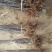 红肉苹果苗119-06100cm以上
