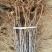 红肉苹果苗119-06100cm以上
