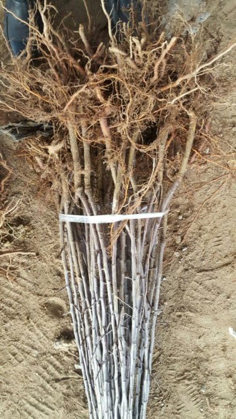 红肉苹果苗119-06100cm以上