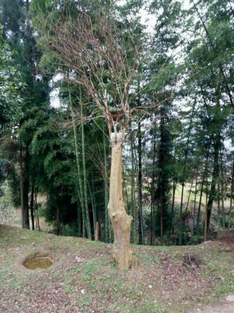 紫薇树4~6cm2.5~3米2~3米