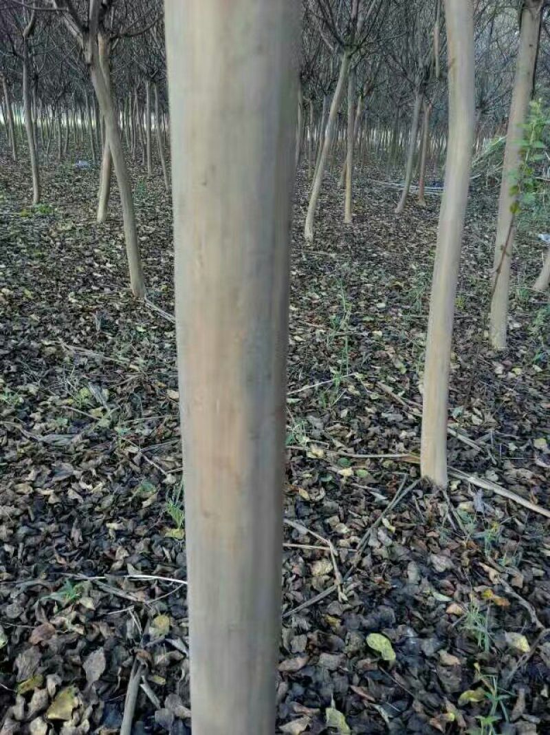 紫薇8~10cm1.5~2米1米以下