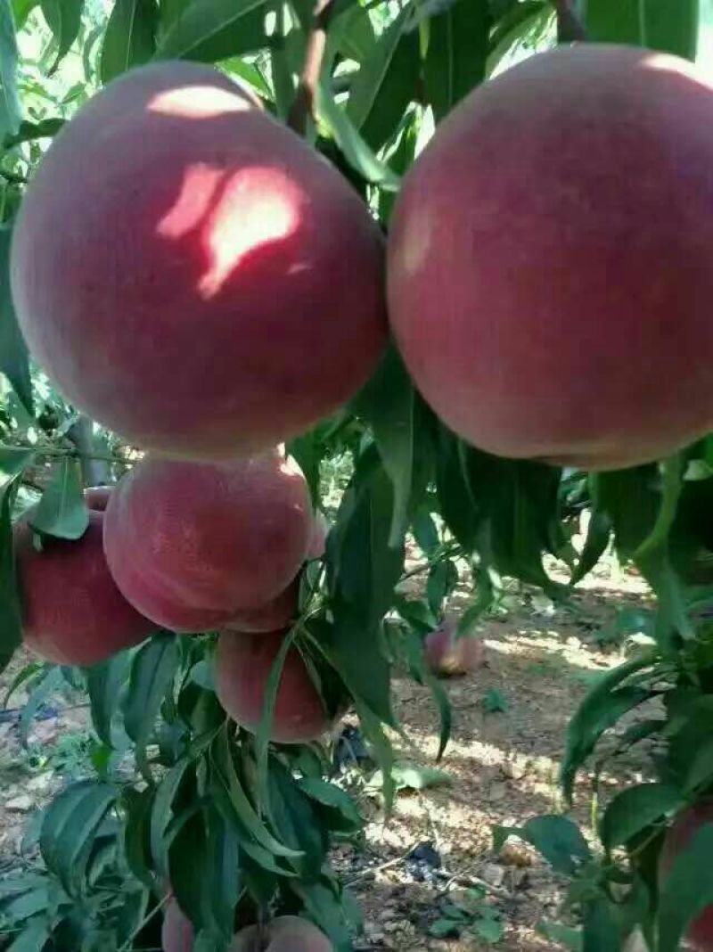 中秋蜜桃树苗80cm以上
