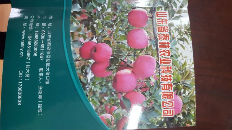 烟富10号苹果树苗80cm以上
