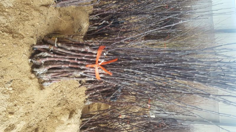 烟富10号苹果树苗80cm以上