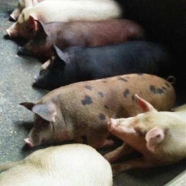 博白三元仔猪40公斤以上常年供应品种优良长期供应