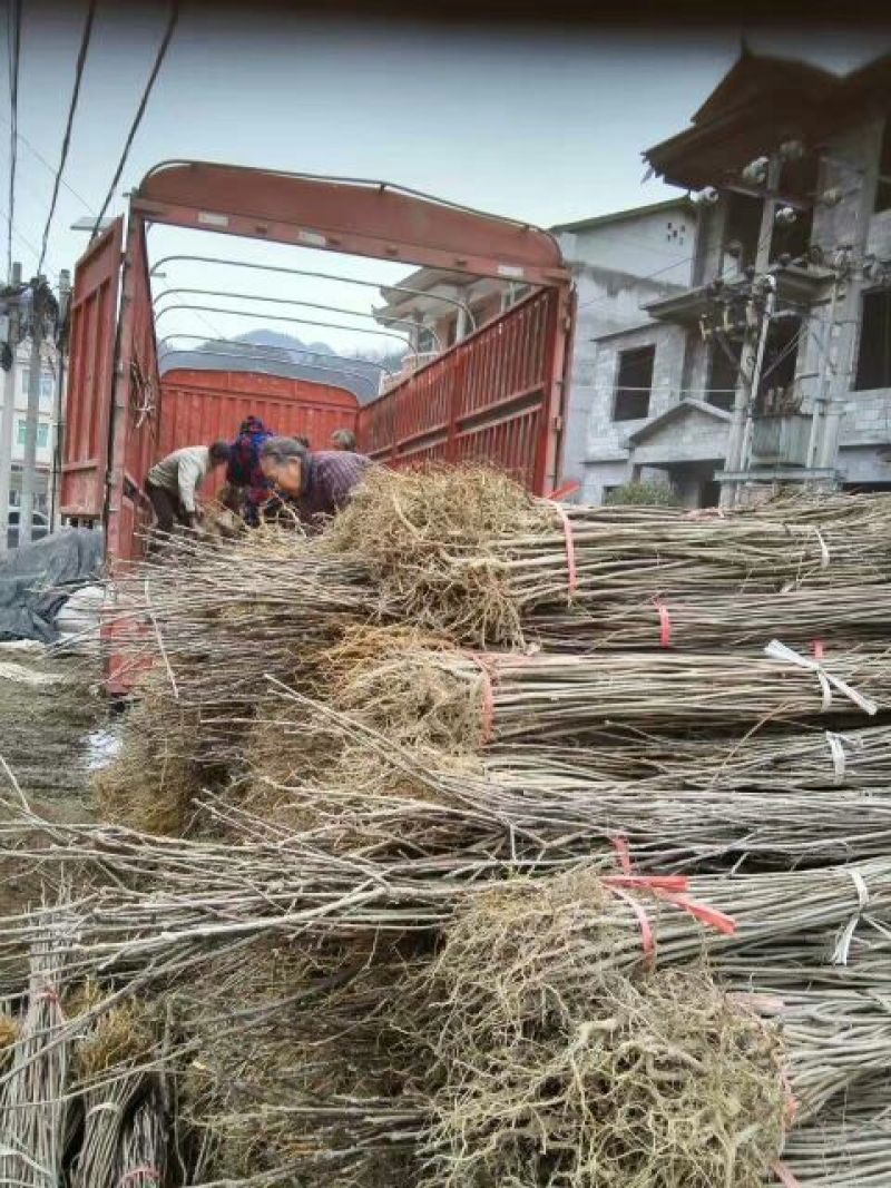 黄柏苗黄柏苗黄柏苗黄柏苗
