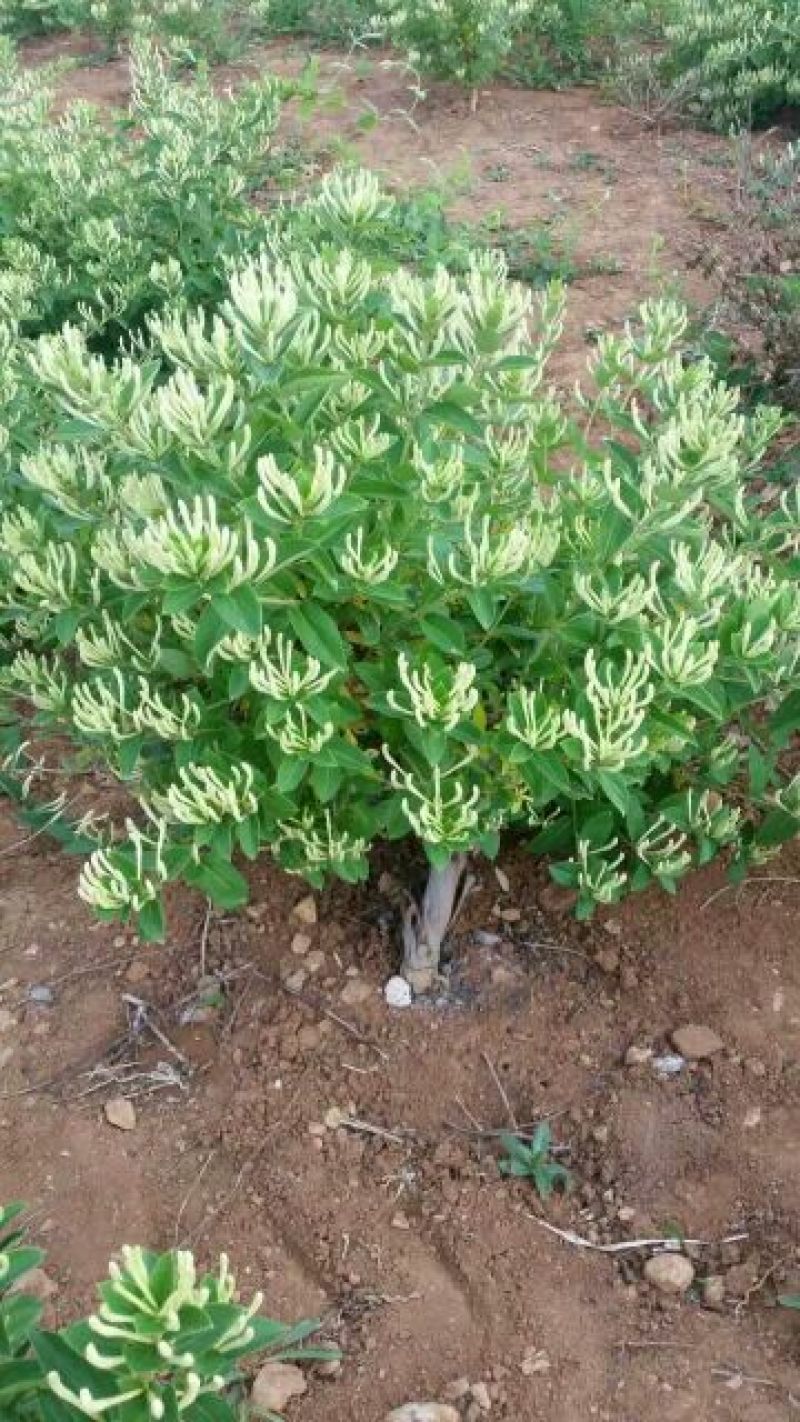 金银花苗40~50cm