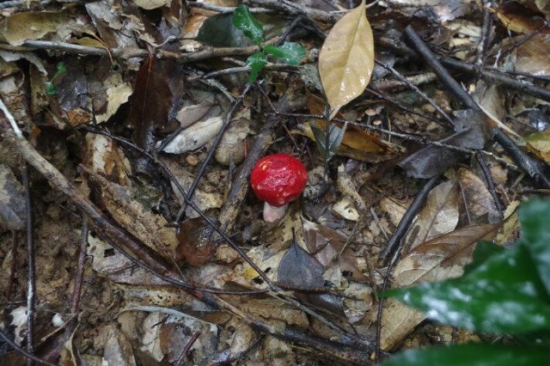 青头菌0.1%1%特级5cm以下