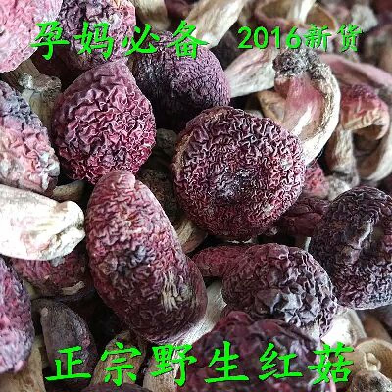 青头菌0.1%1%特级5cm以下