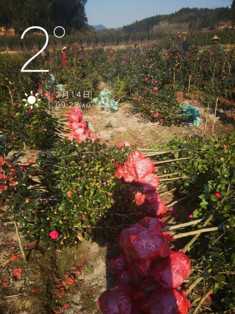 茶花山茶花，五色赤丹，贝拉六角大红五色赤丹等等