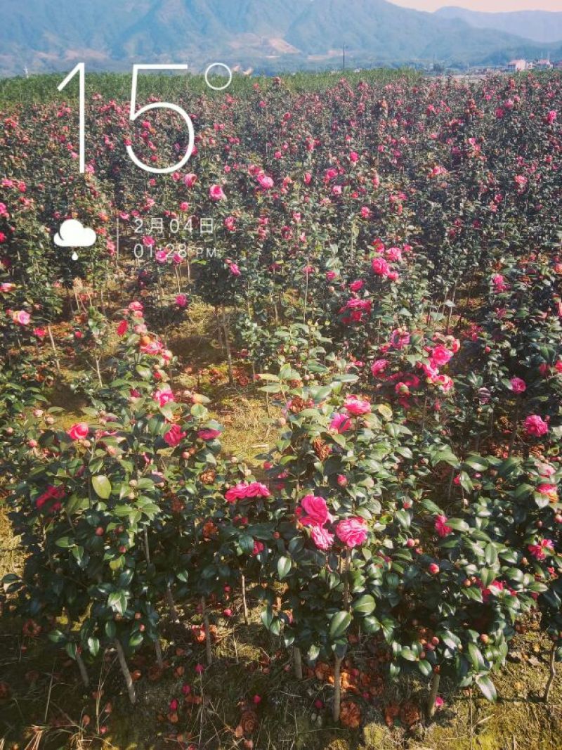 茶花山茶花，五色赤丹，贝拉六角大红五色赤丹等等