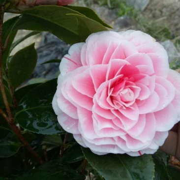 茶花山茶花，五色赤丹，贝拉六角大红五色赤丹等等