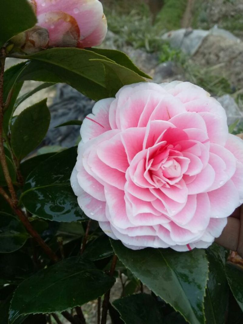茶花山茶花，五色赤丹，贝拉六角大红五色赤丹等等