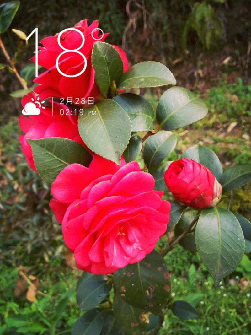 茶花山茶花，五色赤丹，贝拉六角大红五色赤丹等等