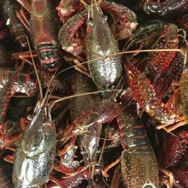 小龙虾小龙虾主养4-6钱（20-30克）作种活虾