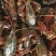 小龙虾小龙虾主养4-6钱（20-30克）作种活虾