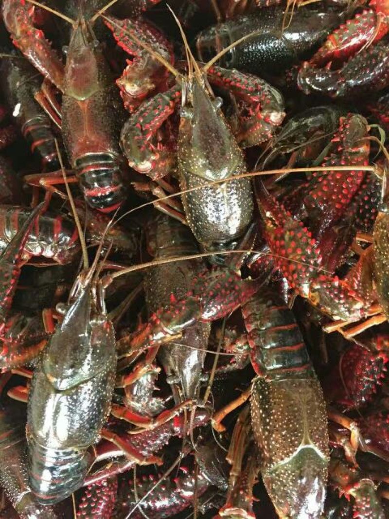 小龙虾小龙虾主养4-6钱（20-30克）作种活虾