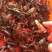 小龙虾小龙虾主养4-6钱（20-30克）作种活虾