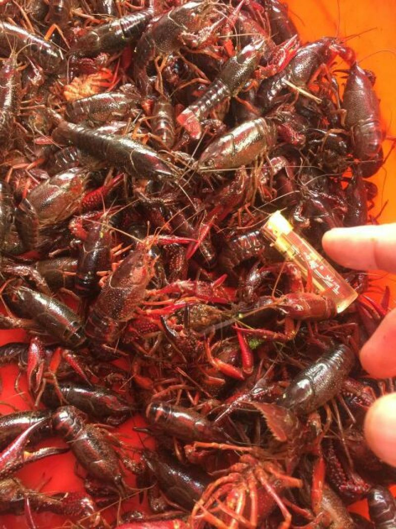 小龙虾小龙虾主养4-6钱（20-30克）作种活虾