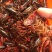 小龙虾小龙虾主养4-6钱（20-30克）作种活虾