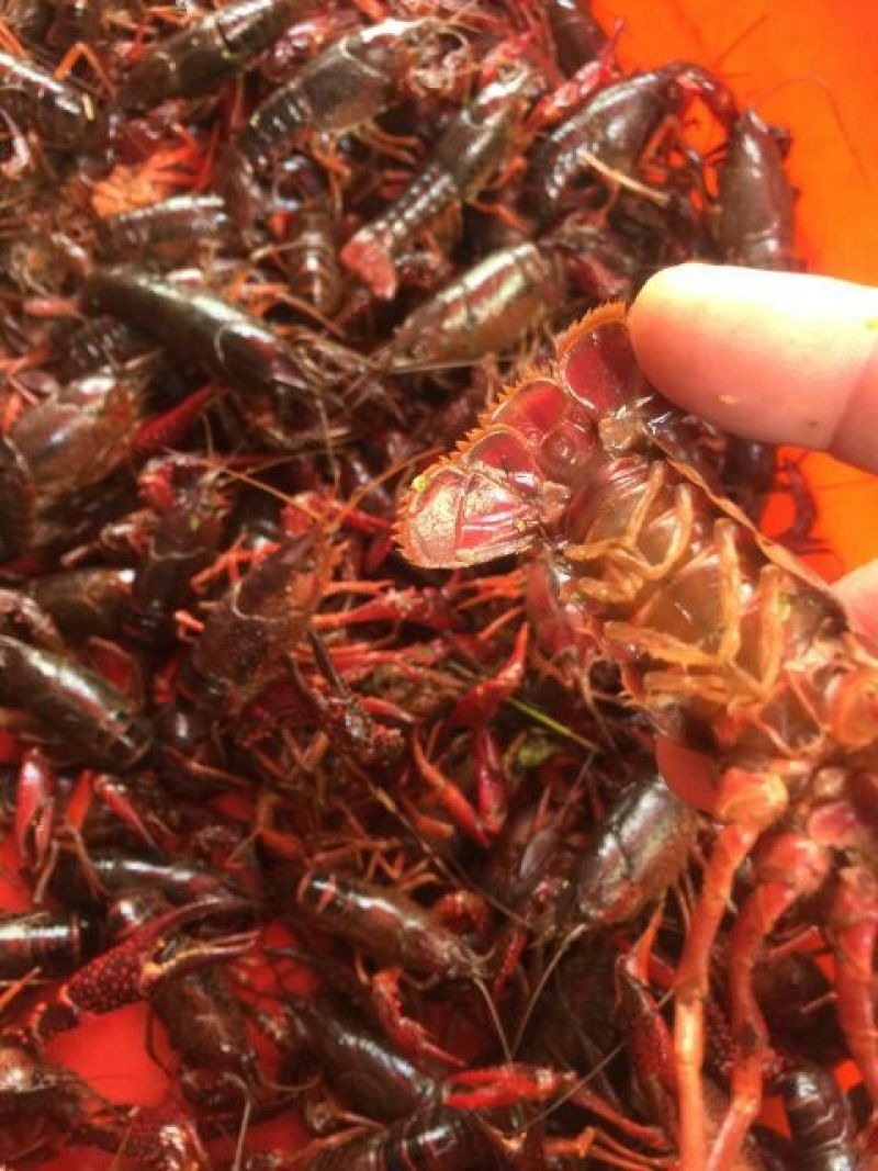 小龙虾小龙虾主养4-6钱（20-30克）作种活虾