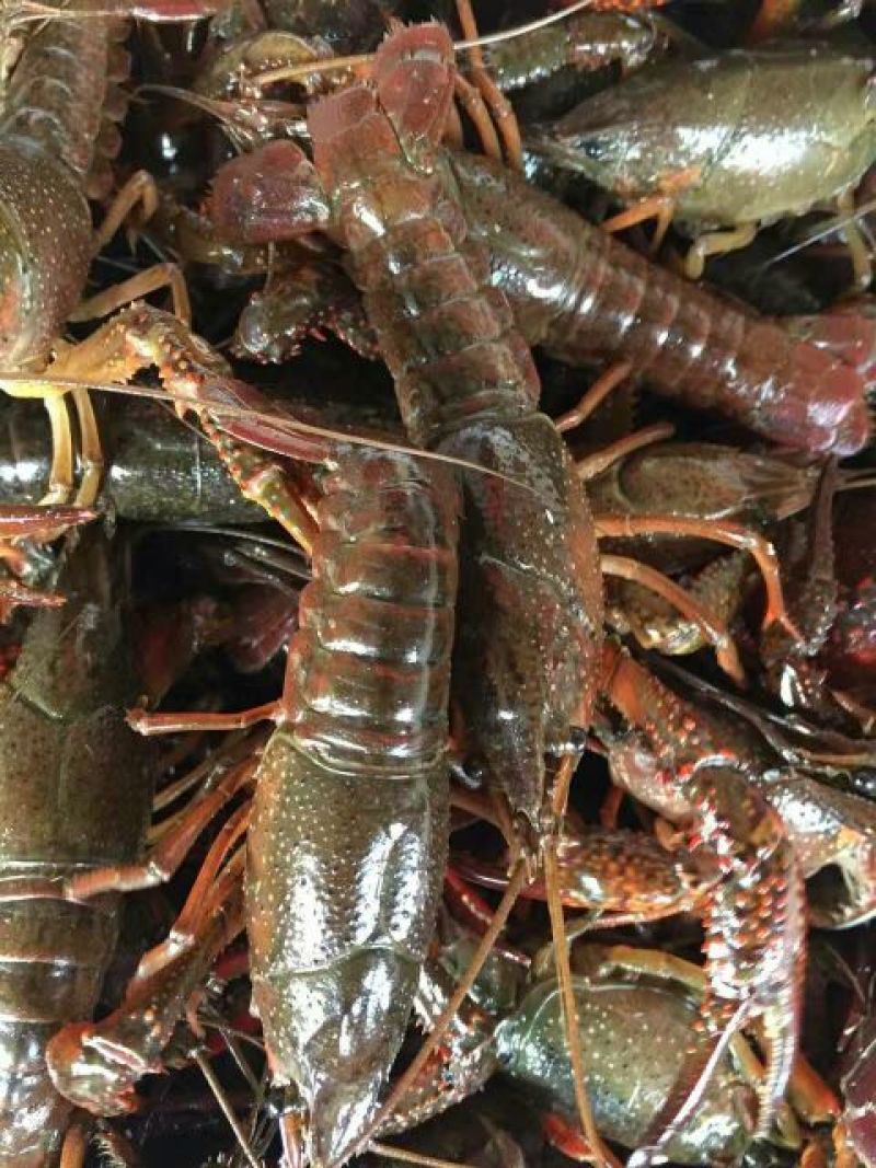 小龙虾小龙虾主养4-6钱（20-30克）作种活虾