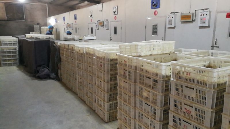 浙东白鹅苗250g以上