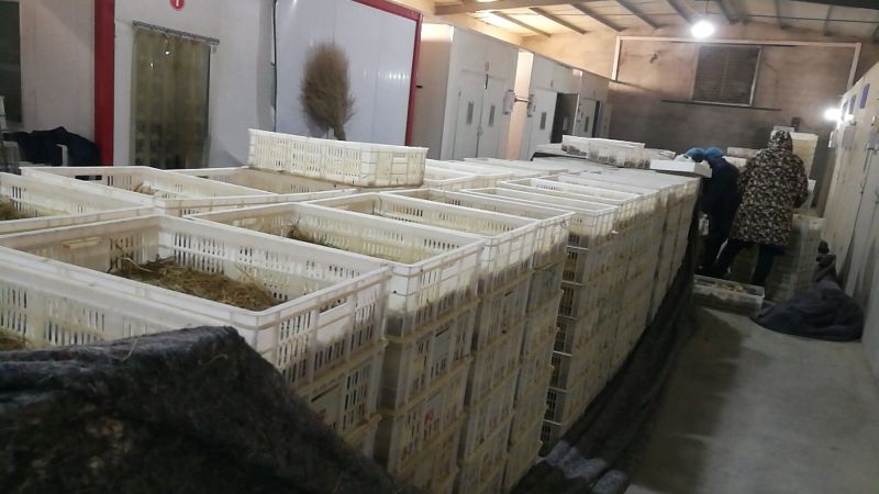 皖西白鹅鹅苗250g以上