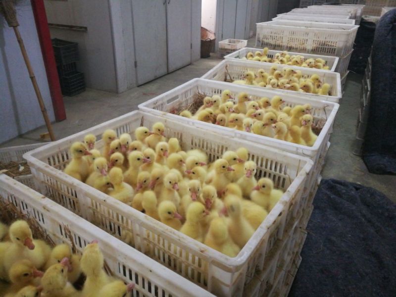 白鹅苗250g以上