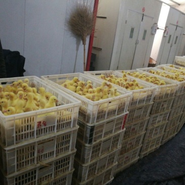 白鹅苗250g以上