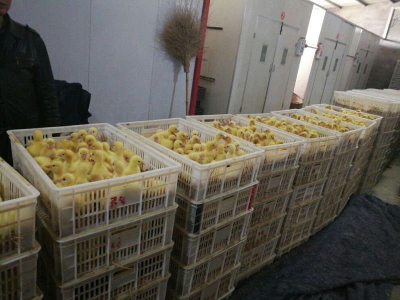 白鹅苗250g以上