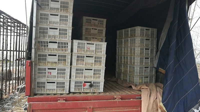 白鹅苗250g以上