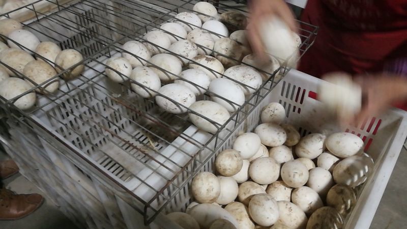 白鹅苗250g以上