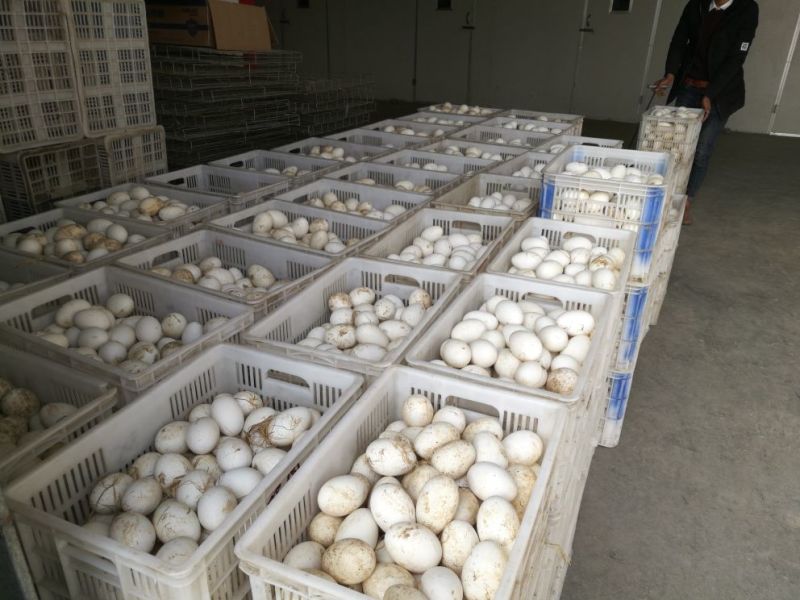 鹅苗250g以上