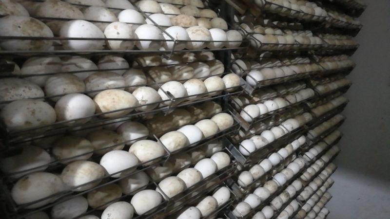 鹅苗250g以上