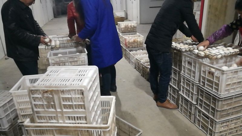 灰鹅苗250g以上
