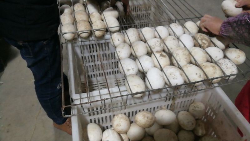 灰鹅苗250g以上