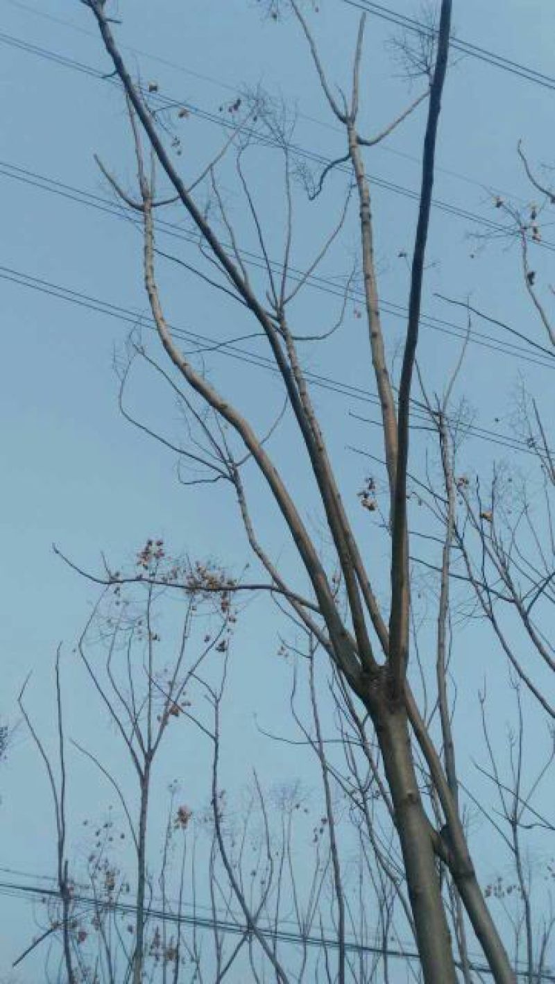 黄山栾树6~8cm6~8cm3.5~4米